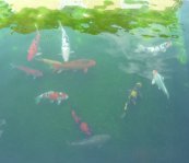 180 0 0 images stories viele fische im stammtisch 01.07.12 leibl 018